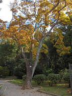 Image of Lily Tree