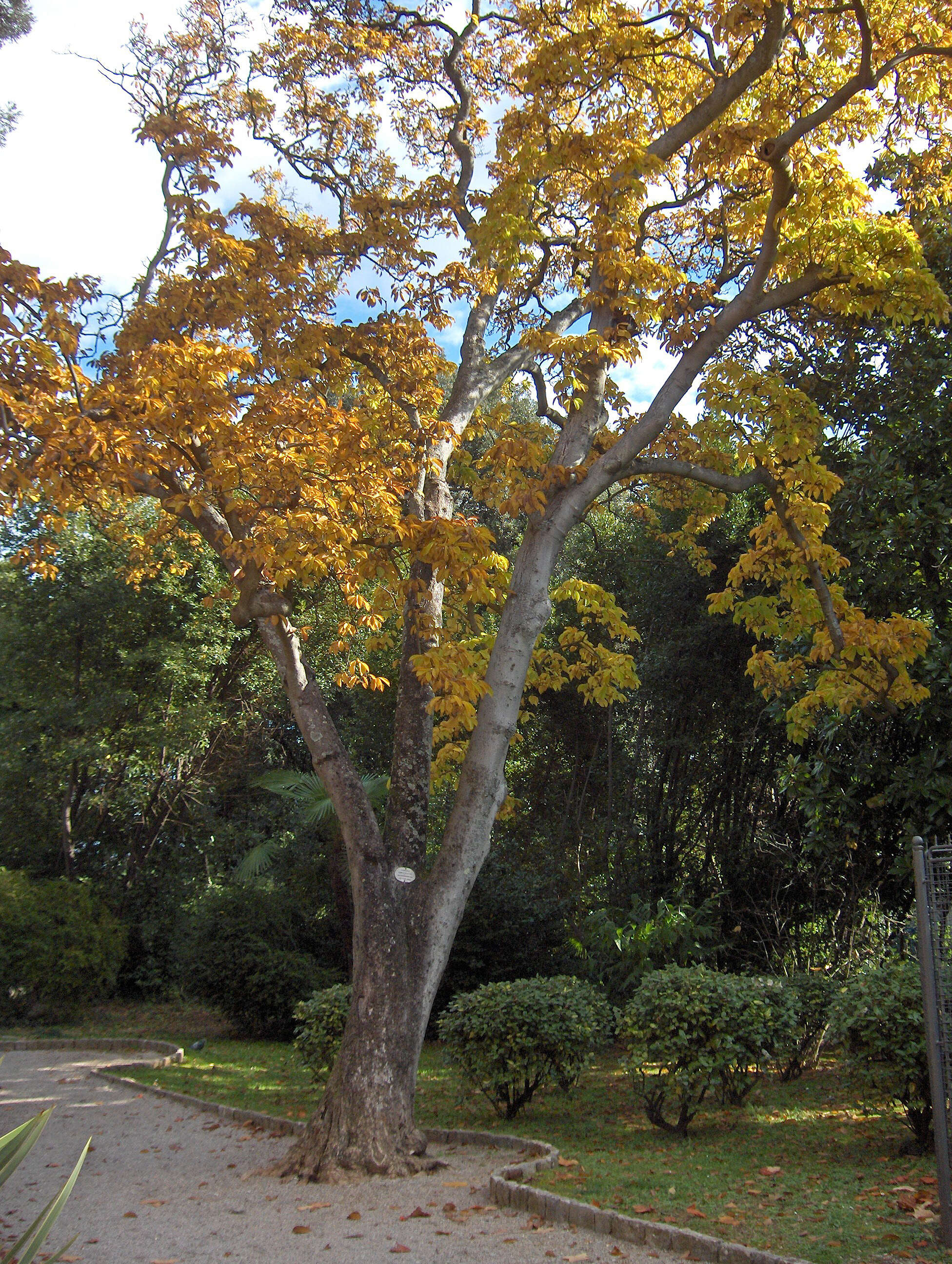 Image of Lily Tree