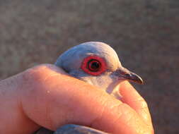 Image of Diamond Dove