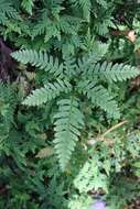 Слика од Pteris amoena Bl.