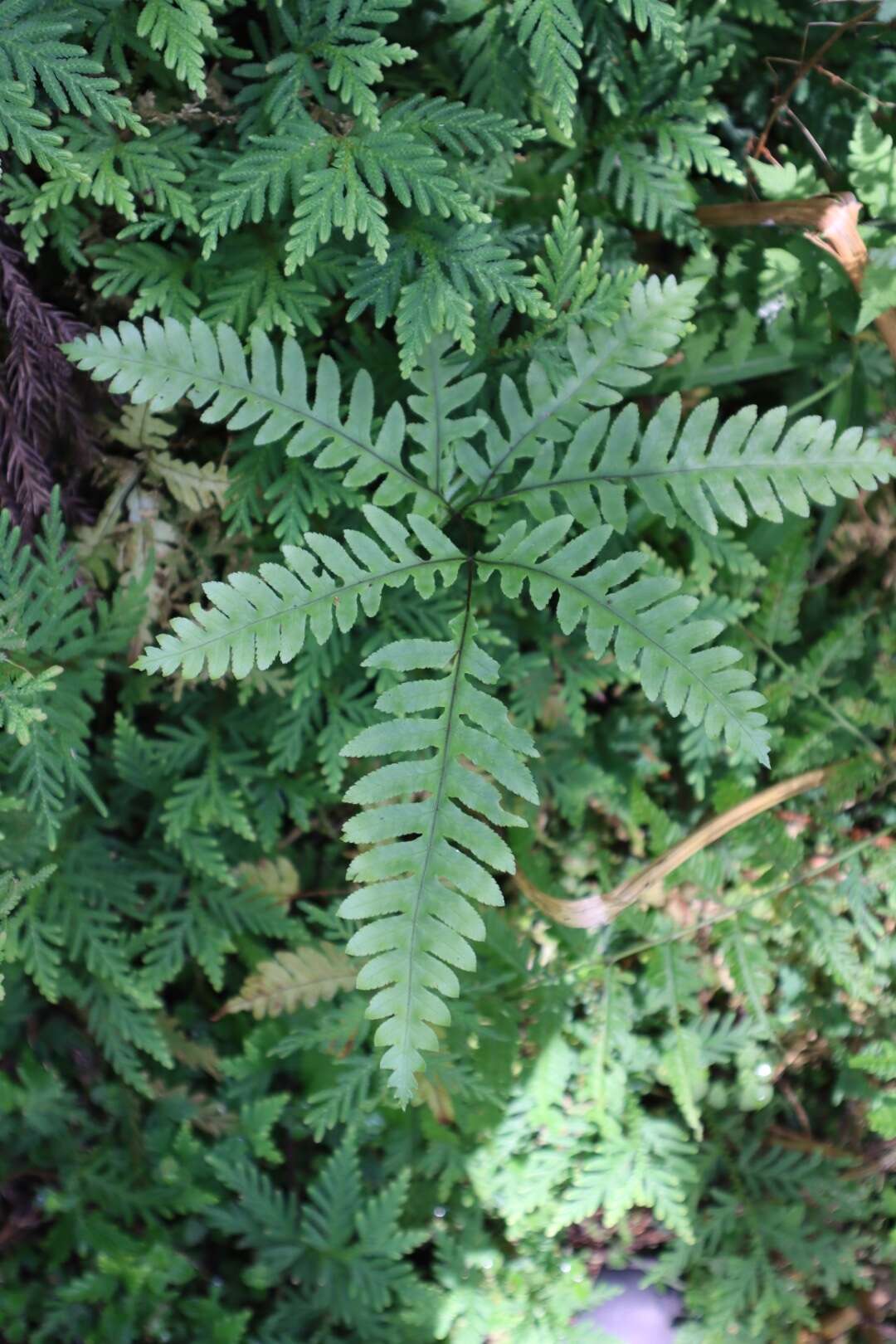 Imagem de Pteris amoena Bl.