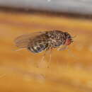 Image of Pomace fly