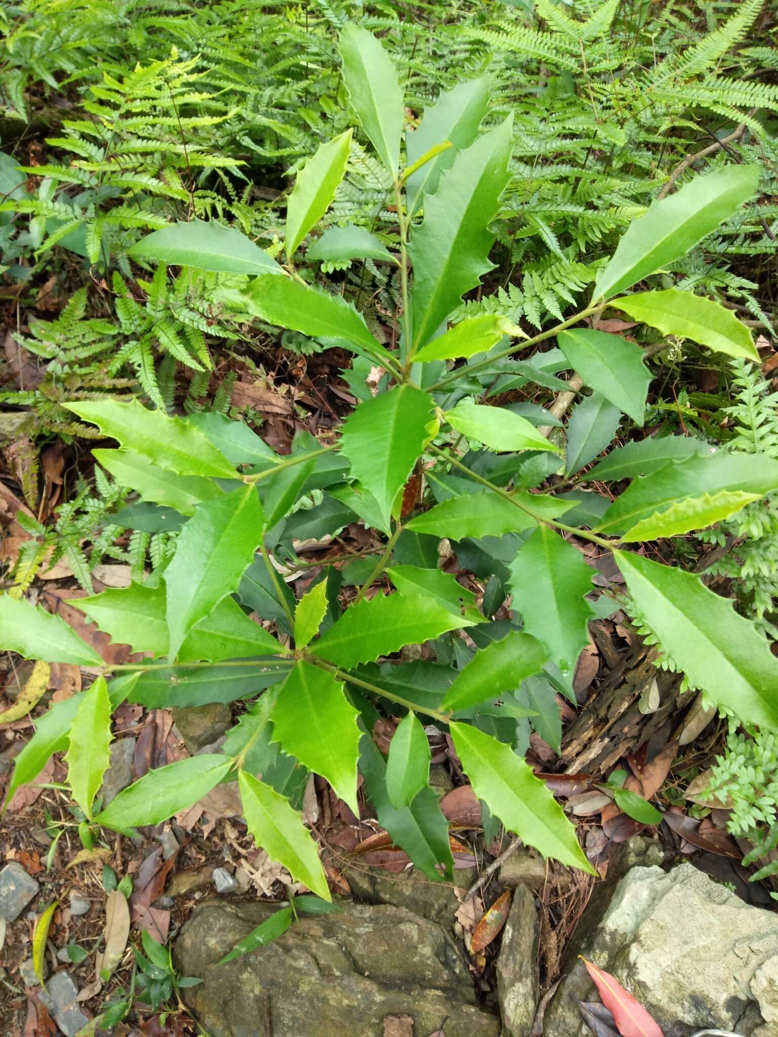 صورة Ardisia cornudentata Mez