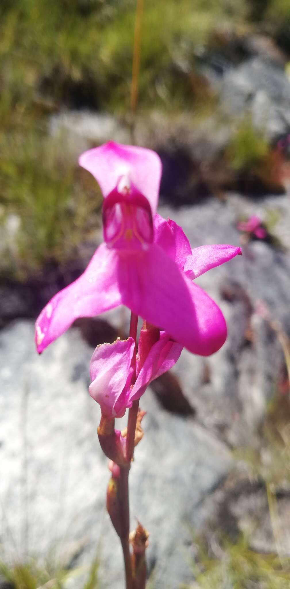 Image of Disa venosa Sw.