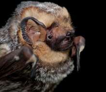 Image of Hawaiian Hoary Bat