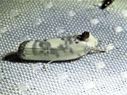 Image of Schlaeger's Fruitworm Moth