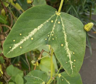 Imagem de Passiflora pardifolia Vanderpl.