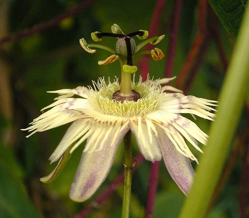 Image de Passiflora pardifolia Vanderpl.