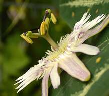 Image de Passiflora pardifolia Vanderpl.