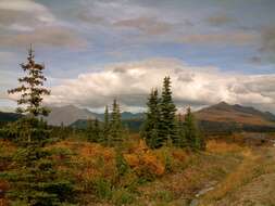 Image of Canadian Spruce