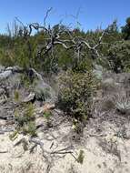 Image of Ben Lomond wallflower