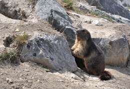 Image of Alpine Marmot