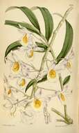 صورة Dendrobium crystallinum Rchb. fil.