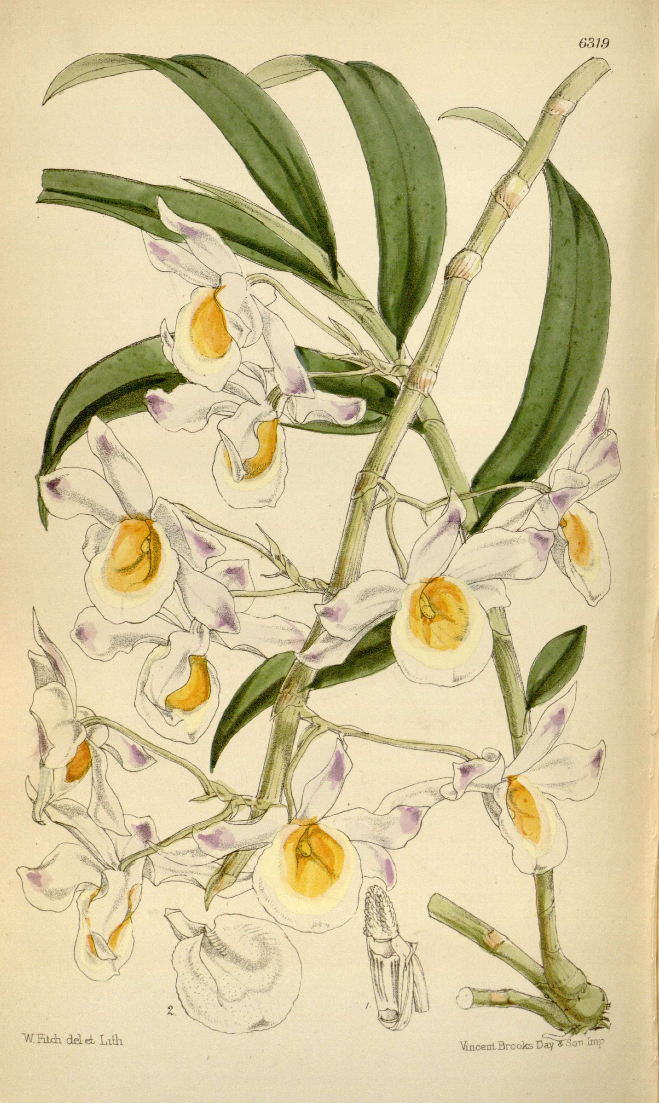 Слика од Dendrobium crystallinum Rchb. fil.