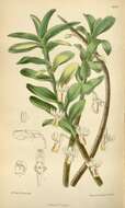 Image of Dendrobium revolutum Lindl.