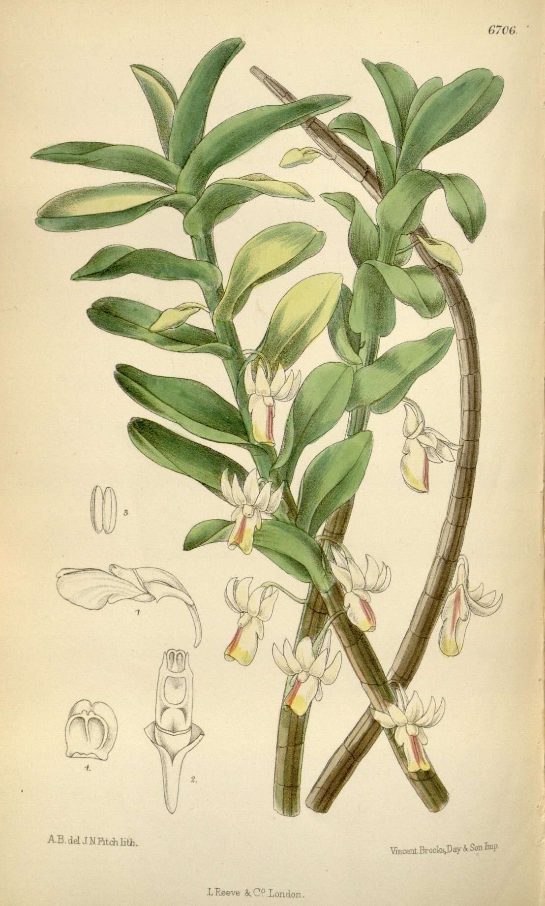 Image of Dendrobium revolutum Lindl.