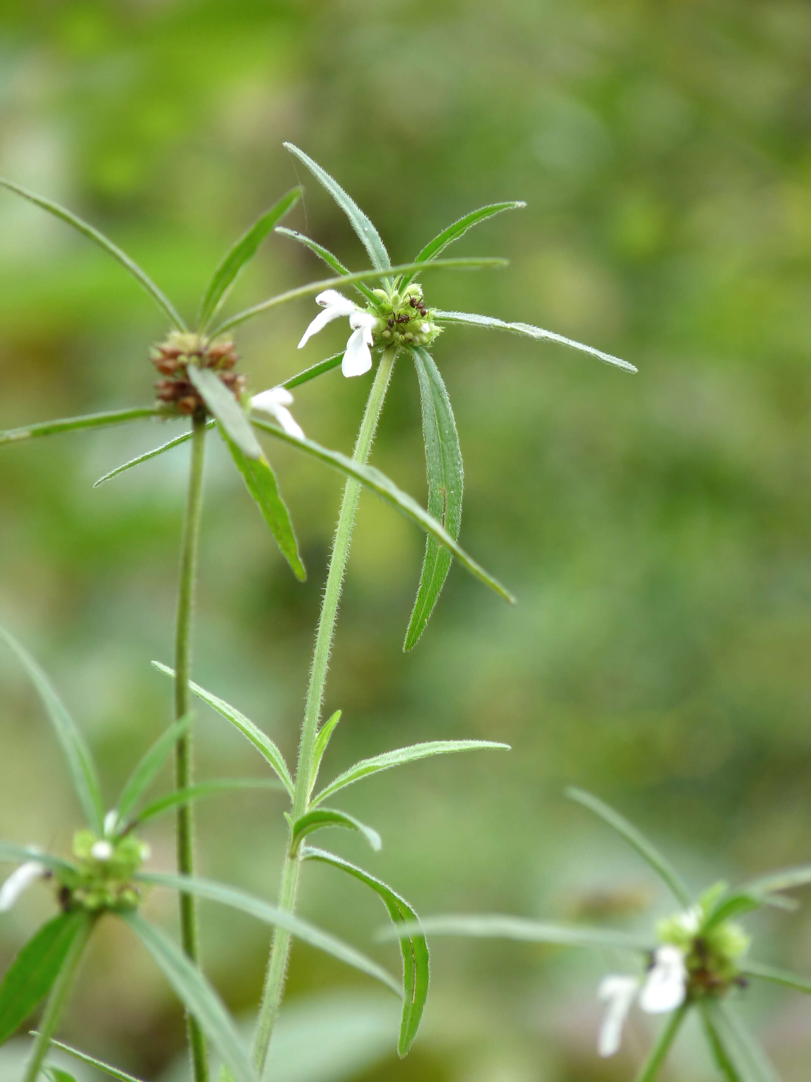 Image de Leucas aspera (Willd.) Link