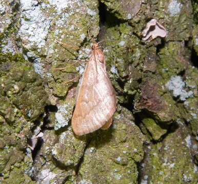 Image of Autumn alsophila moth