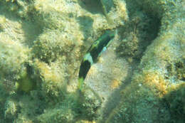 Thalassoma nigrofasciatum Randall 2003 resmi