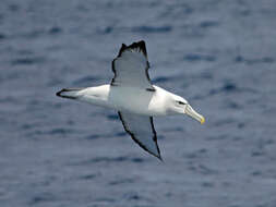 Image of Shy Albatross