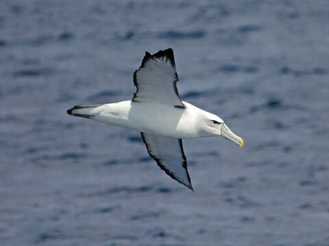 Image de Albatros à cape blanche