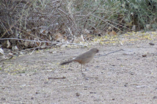 Image of Abert's Towhee