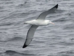 Image of Royal Albatross