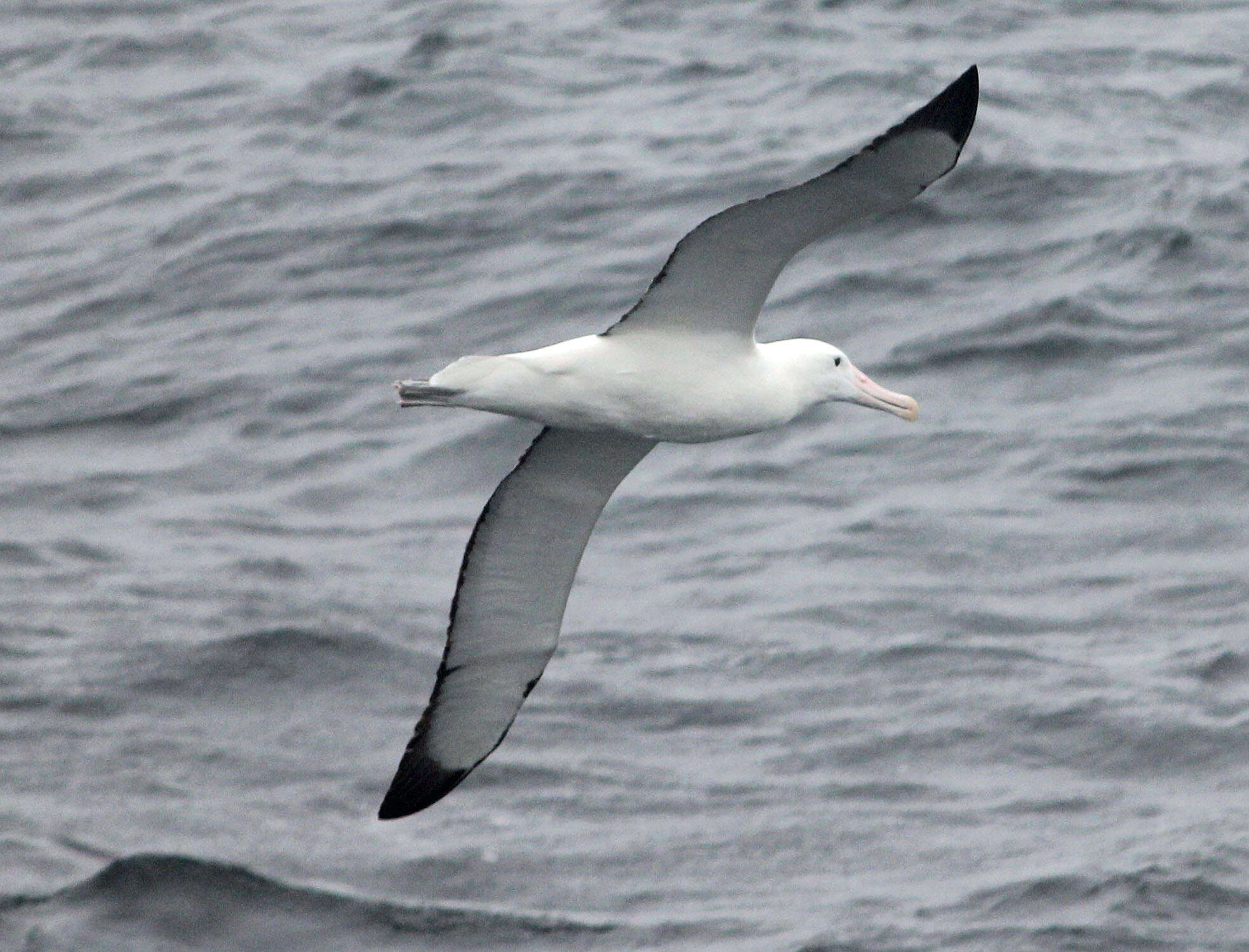 Image of Royal Albatross