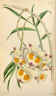 Image of Dendrobium devonianum Paxton