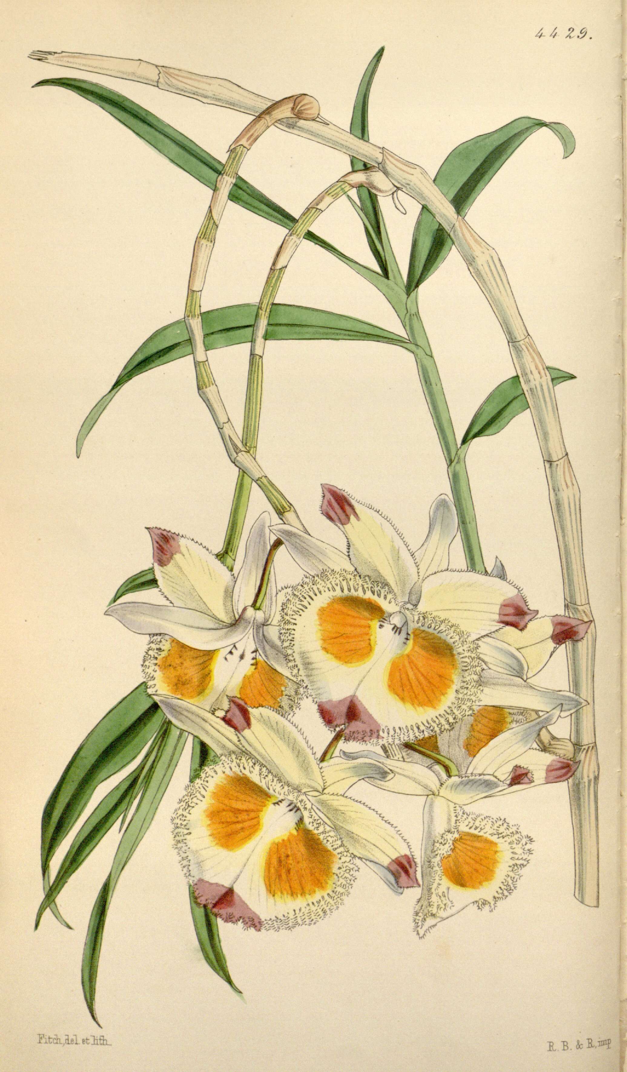 Plancia ëd Dendrobium devonianum Paxton