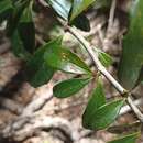 Image of Berberis valdiviana Phil.