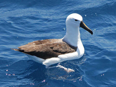 Image de Albatros à nez jaune