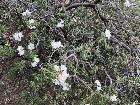 Cordia parvifolia A. DC. resmi