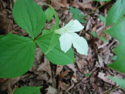 Image of White trillium