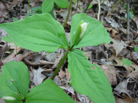 Imagem de Trillium grandiflorum (Michx.) Salisb.