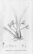 Image of Maxillaria picta Hook.