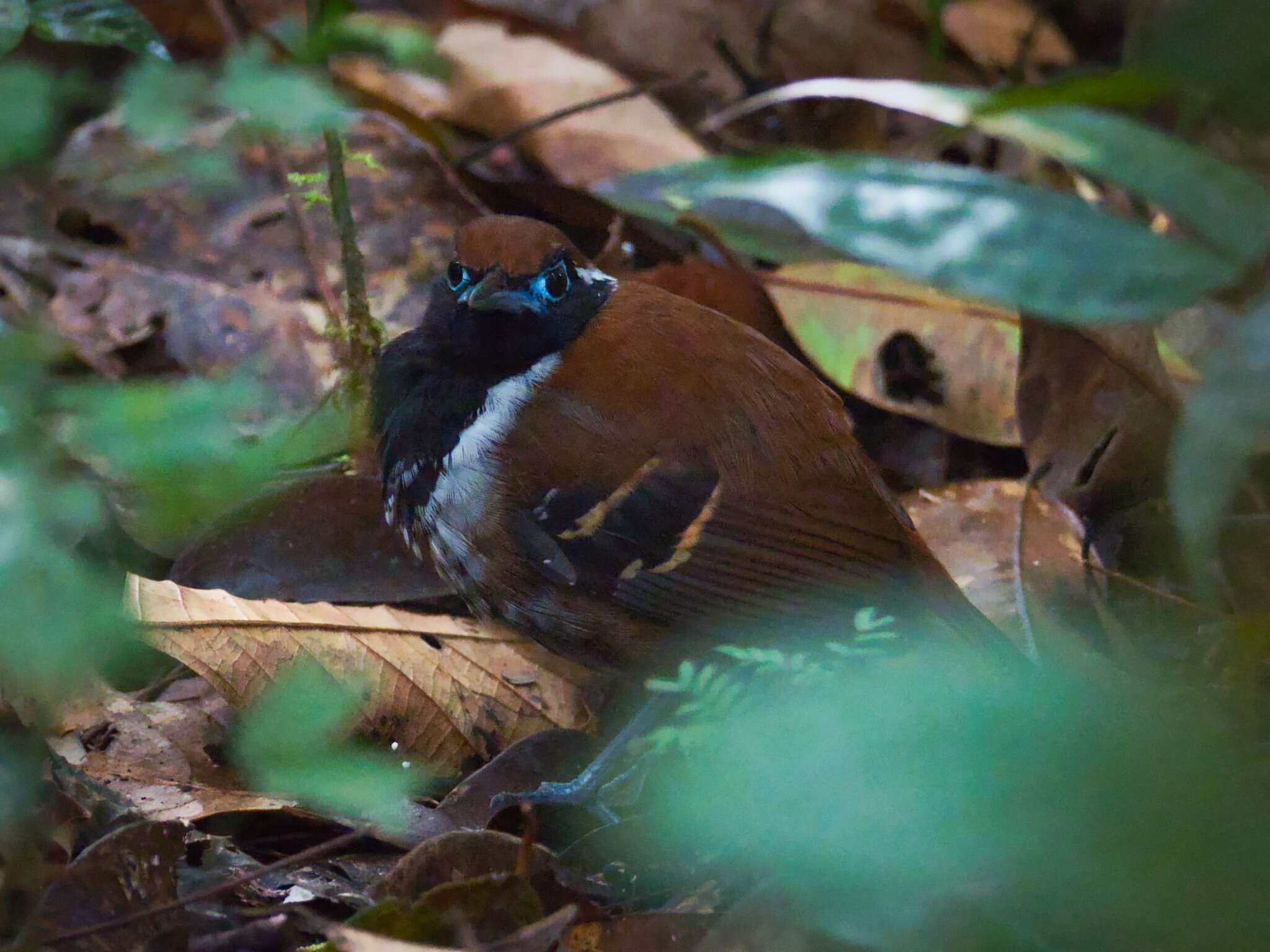 Image of Ferruginous-backed Antbird