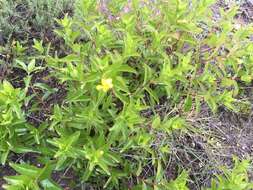 Image of Mandevilla mexicana (Müll. Arg.) R. E. Woodson