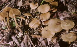 Image of Pholiota marginella Peck 1898