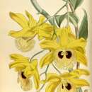 Imagem de Dendrobium hookerianum Lindl.