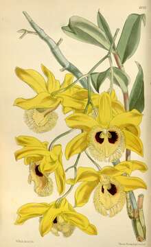 Image of Dendrobium hookerianum Lindl.