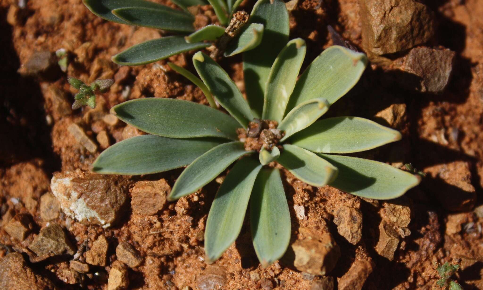 Image of Gethyllis roggeveldensis D. Müll.-Doblies