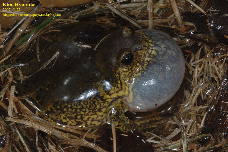 Image of Boreal Digging Frog