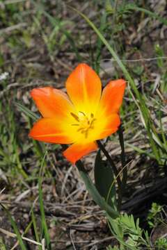 Image of Tulipa ostrowskiana Regel