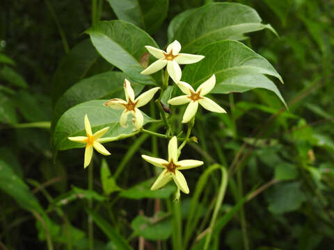 Image de Mussaenda arcuata Poir.