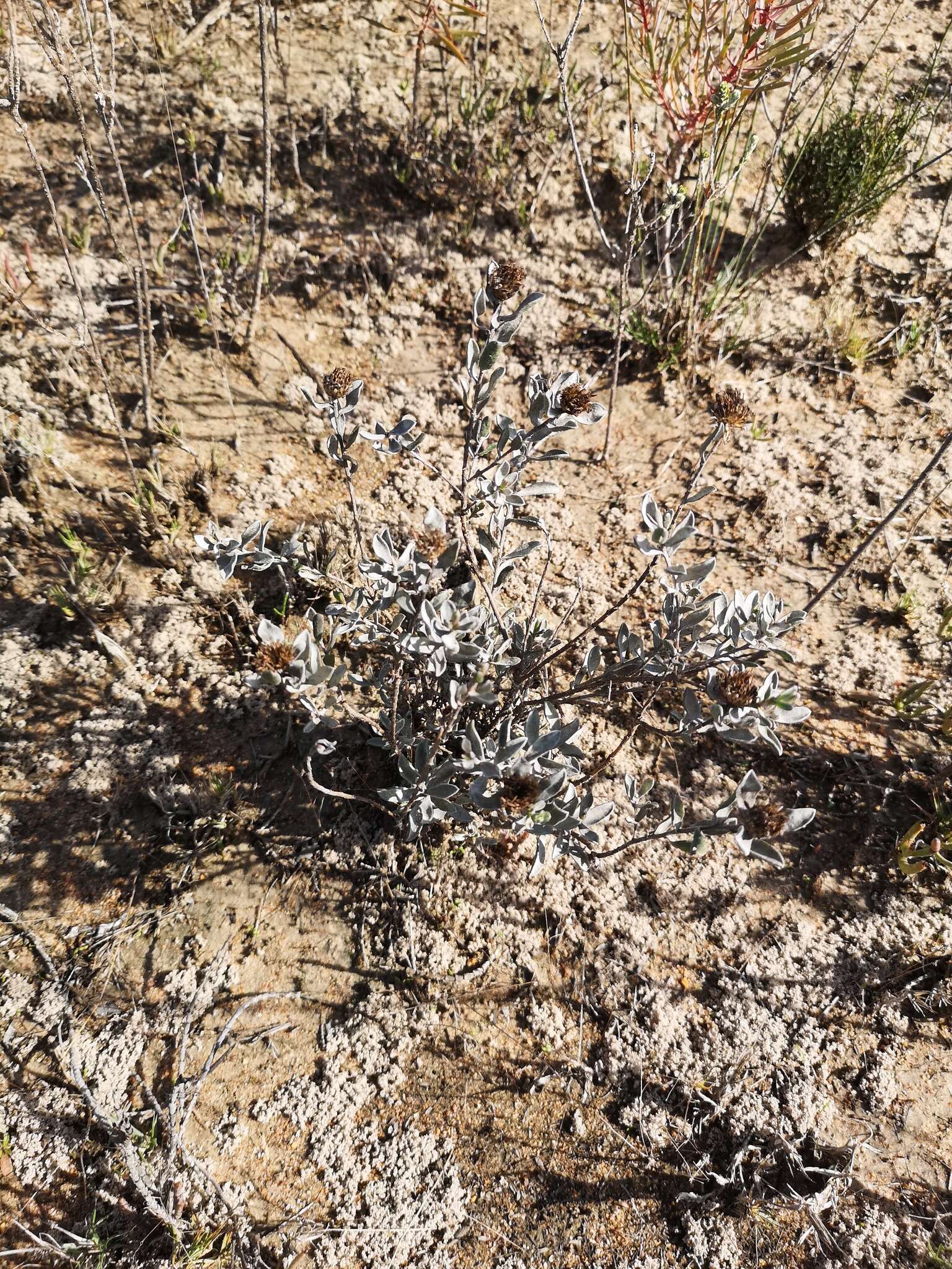 Plancia ëd Oedera rotundifolia (Less.) N. G. Bergh