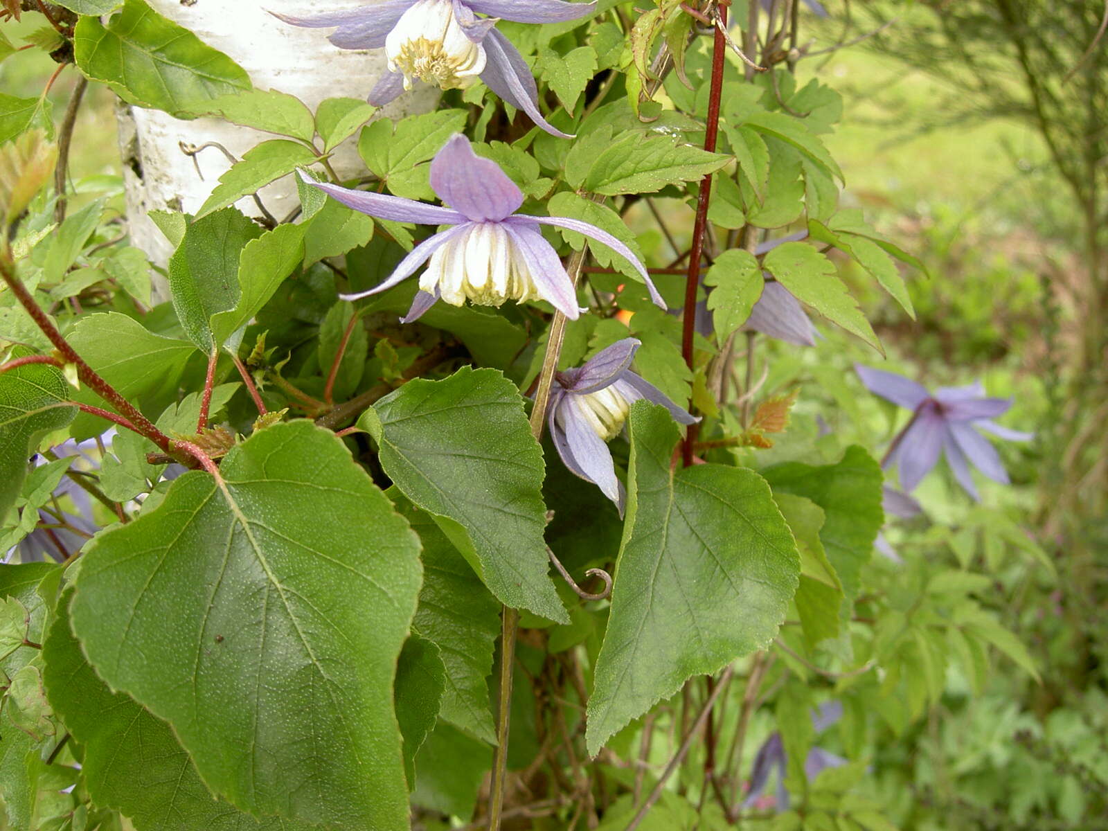 Image of alpine clematis