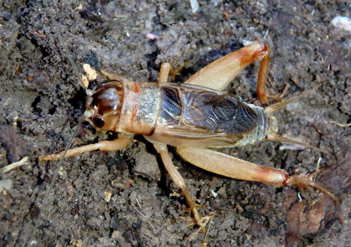 Image of Common Short-tailed Cricket