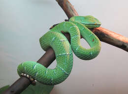 Image of Bornean Keeled Green Pit Viper
