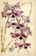 Plancia ëd Dendrobium lituiflorum Lindl.